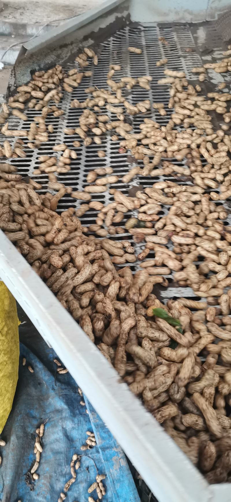 鲜花生大量上市量大，品质好，去尾巴，饱满