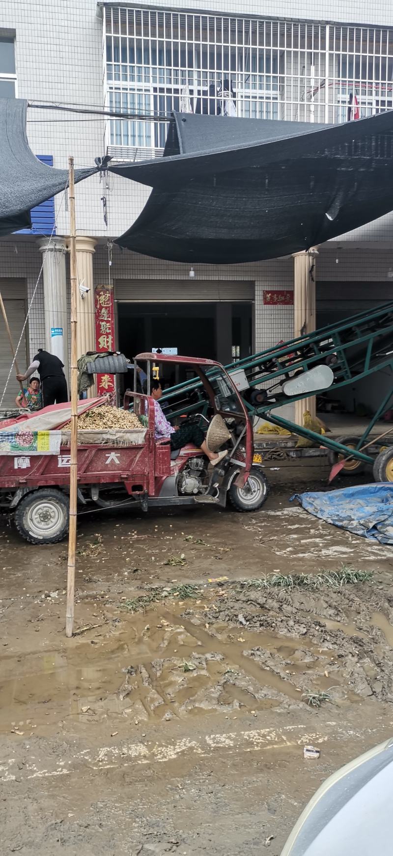 鲜花生大量上市量大，品质好，去尾巴，饱满