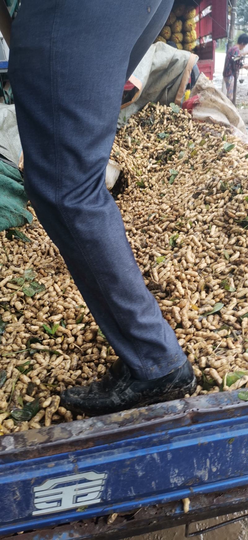鲜花生大量上市量大，品质好，去尾巴，饱满