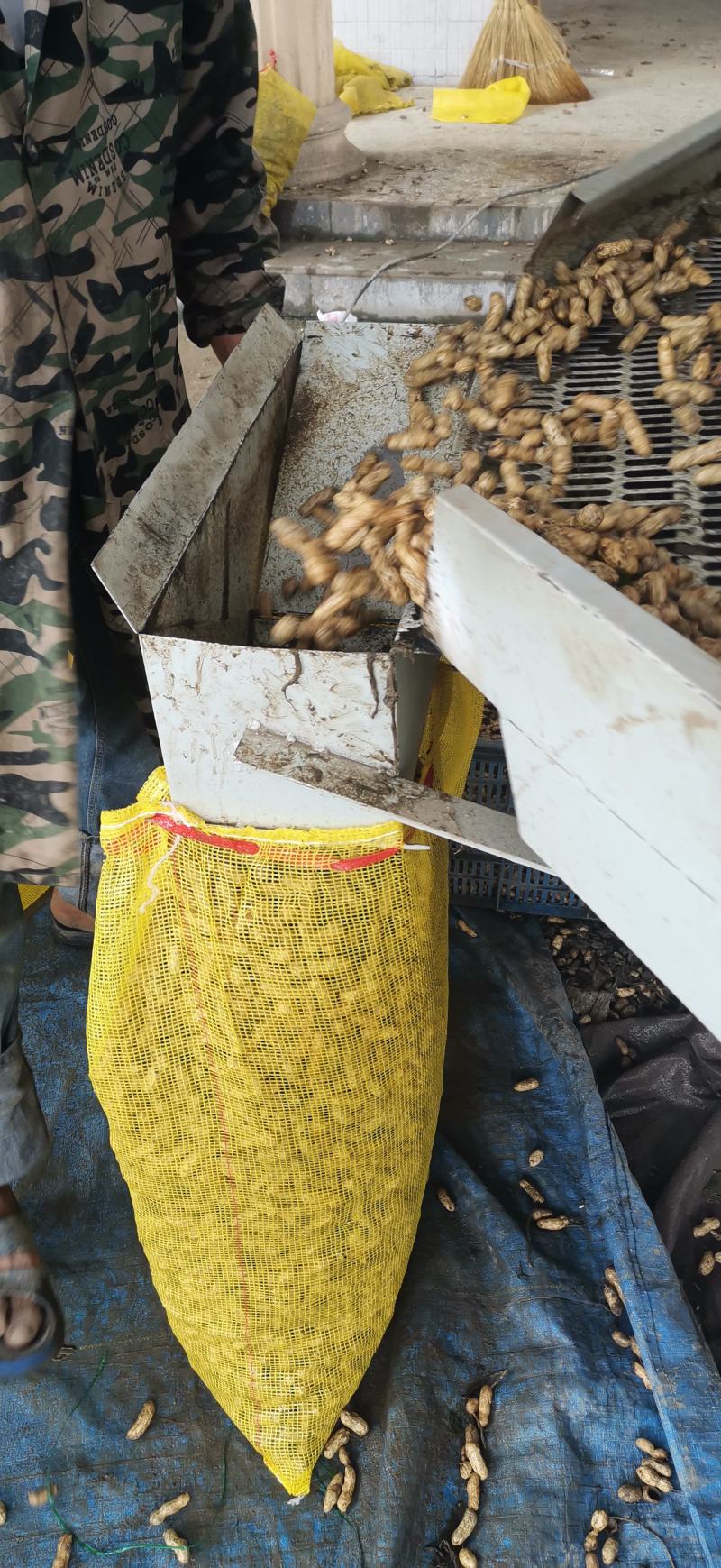 鲜花生大量上市量大，品质好，去尾巴，饱满