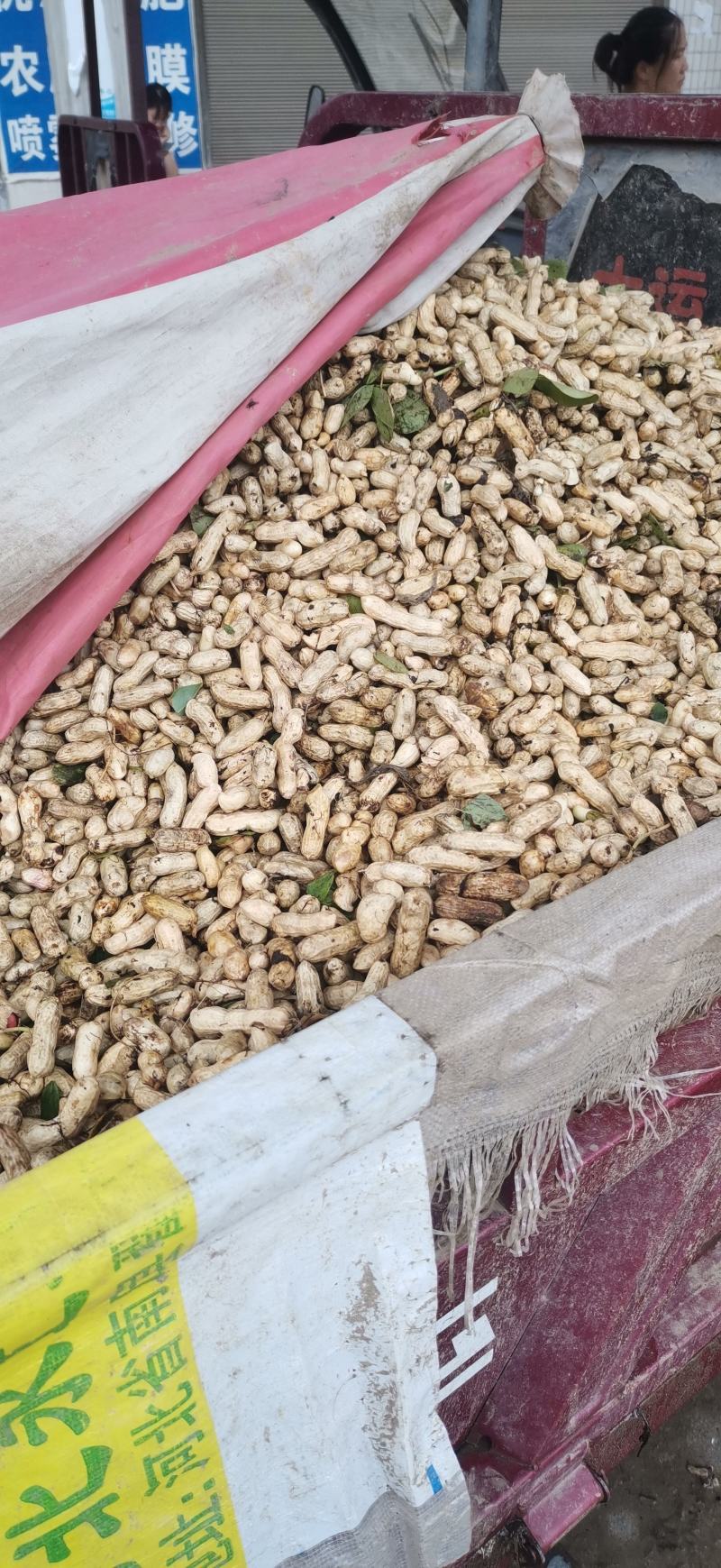 鲜花生大量上市量大，品质好，去尾巴，饱满