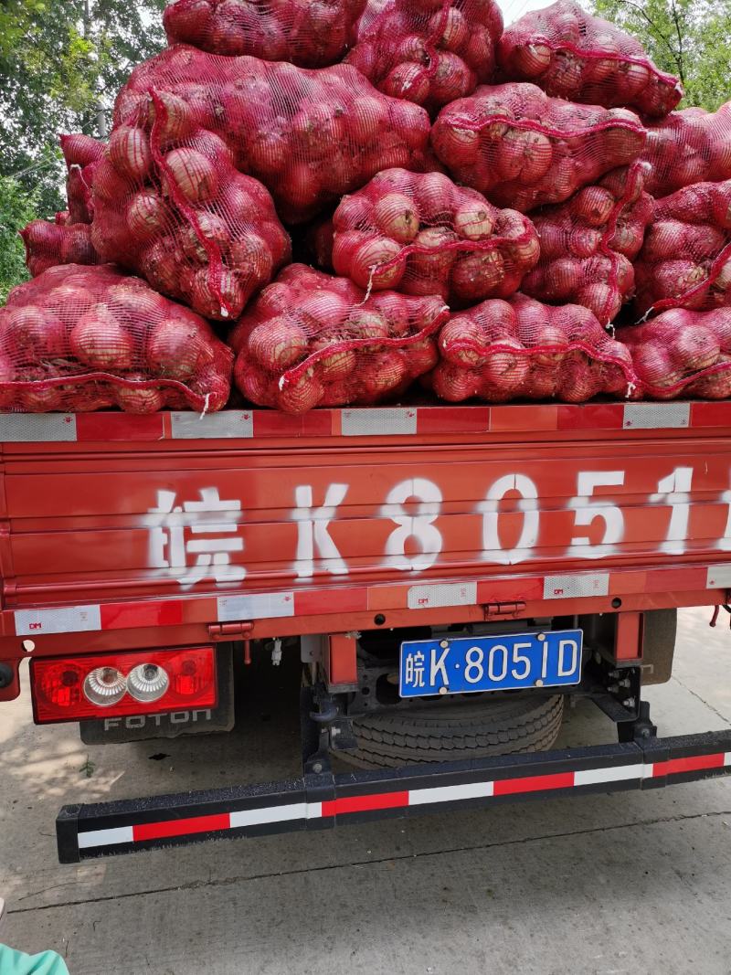 大量供应二红洋葱鲜货，有要的联系