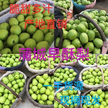 .陕西早酥梨大量上市量口感甜，产地一手货源质量保证