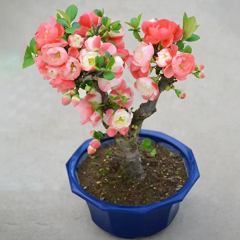 【送花盆包成活】四季种植海棠树苗盆景开花庭院室内阳台绿植