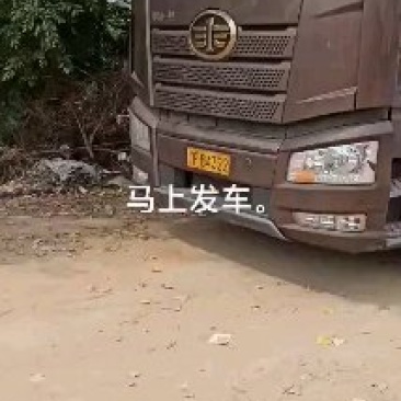 优质土豆