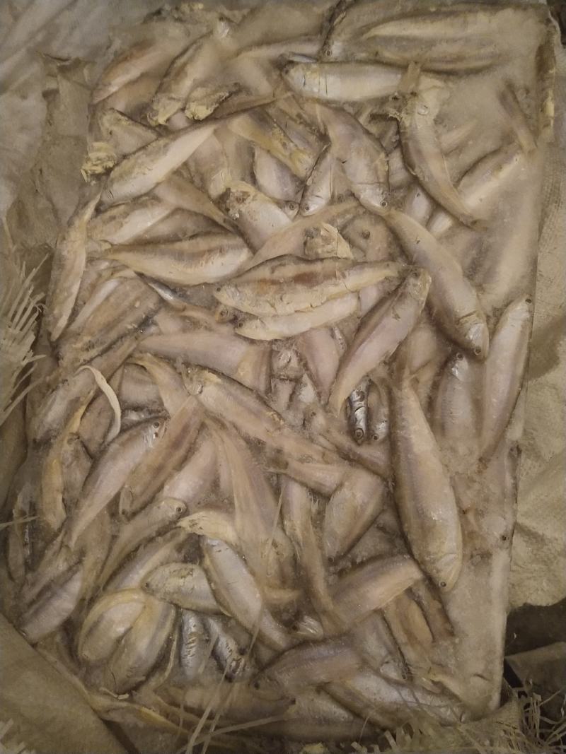 饲料鱼毛片白片对接养殖基地船冻陆冻螃蟹龙虾饲料