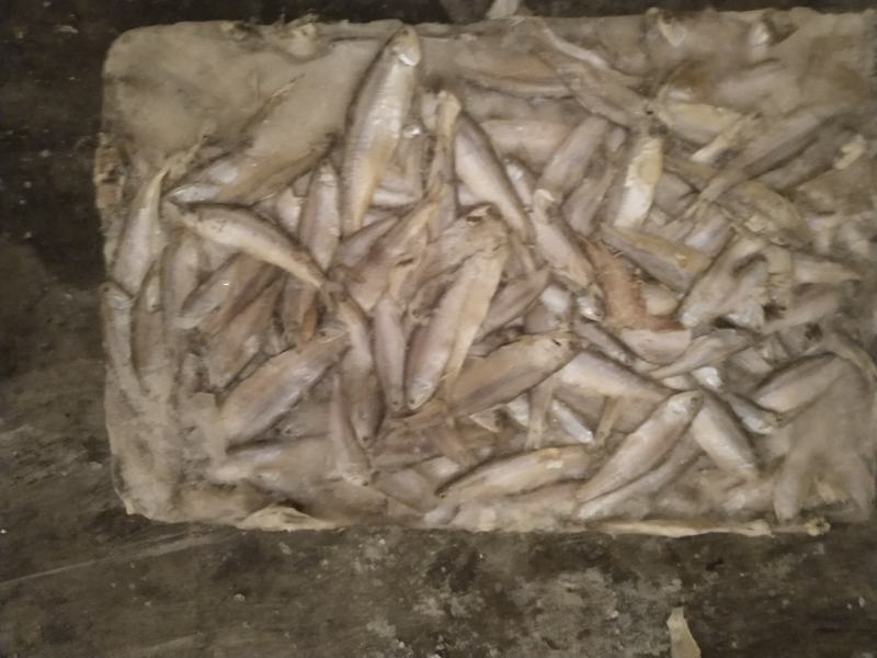 饲料鱼毛片白片对接养殖基地船冻陆冻螃蟹龙虾饲料