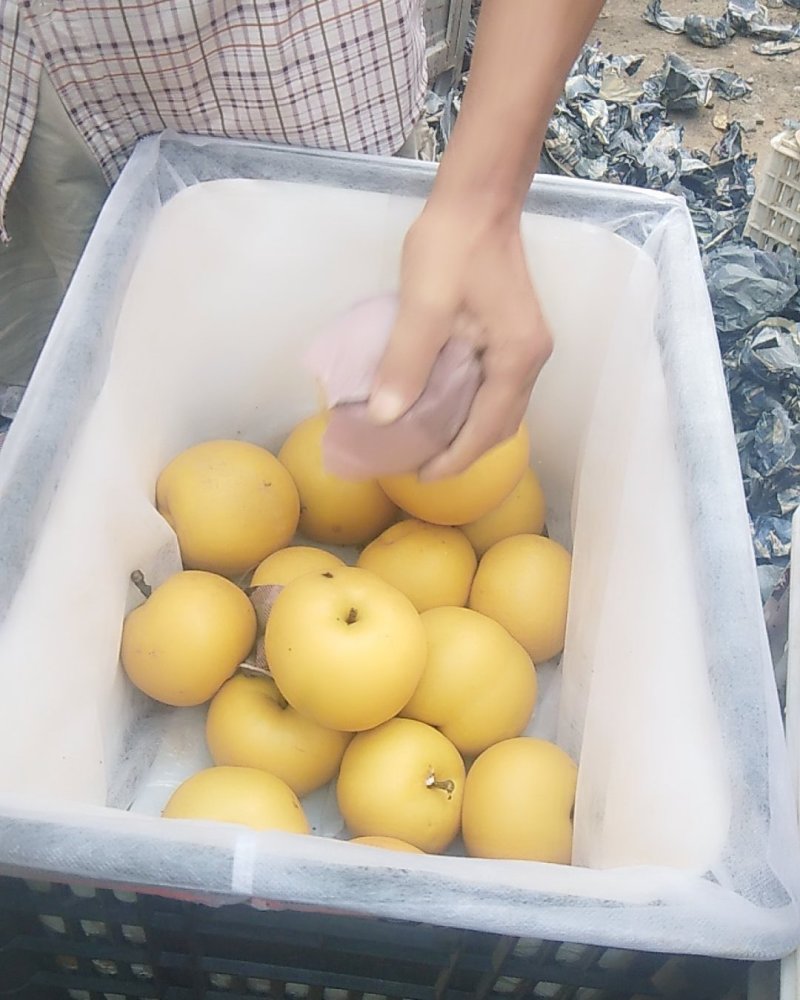 砀山圆黄梨大量上市诚信合作欢迎新老客户前来采购。