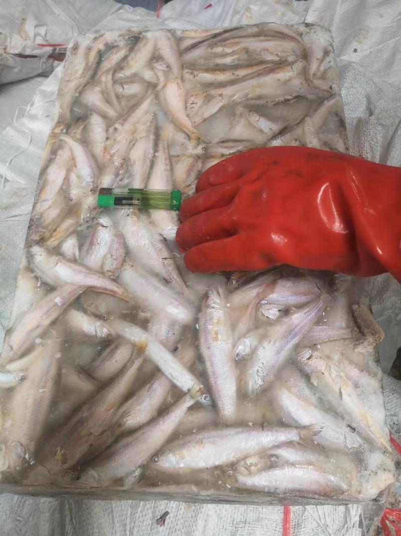 饲料鱼毛片白片对接养殖基地船冻陆冻螃蟹龙虾饲料