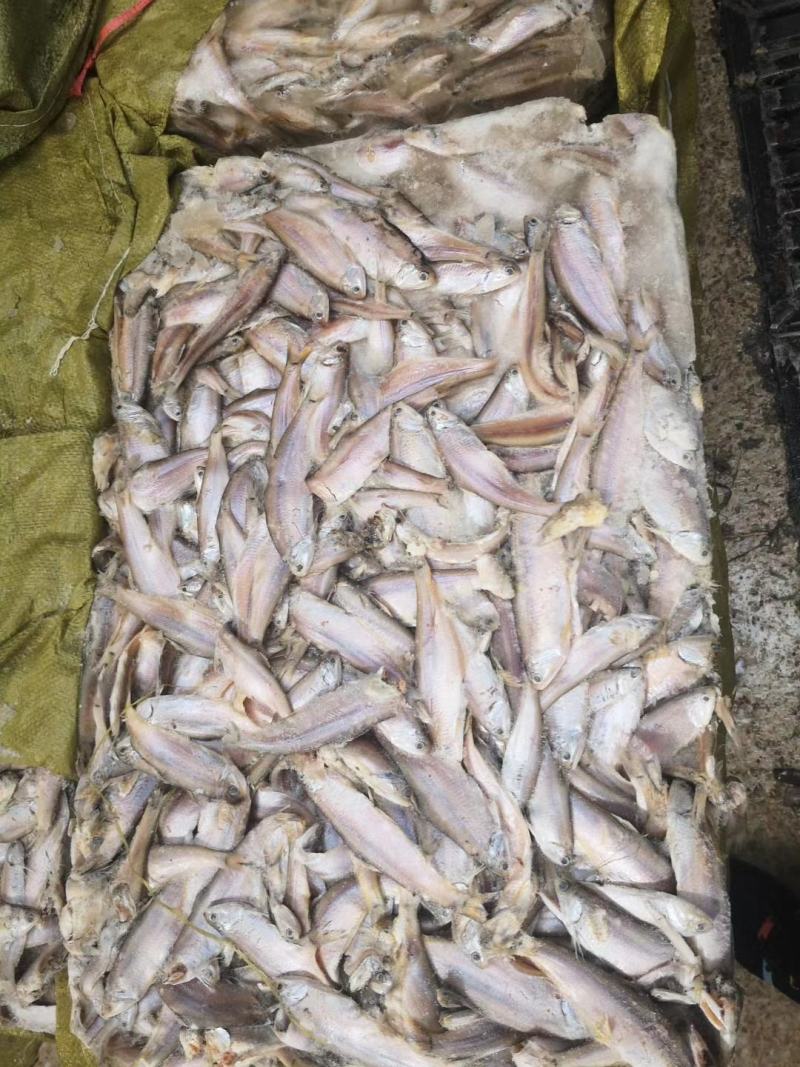 饲料鱼毛片白片对接养殖基地船冻陆冻螃蟹龙虾饲料