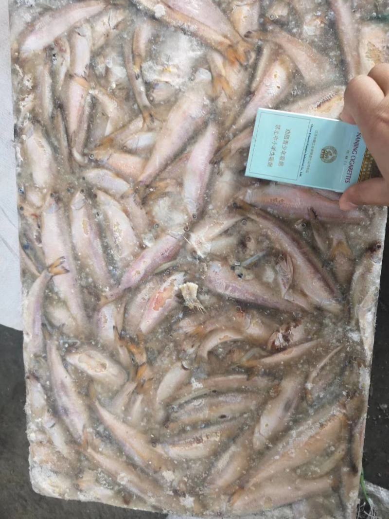 饲料鱼毛片白片对接养殖基地船冻陆冻螃蟹龙虾饲料