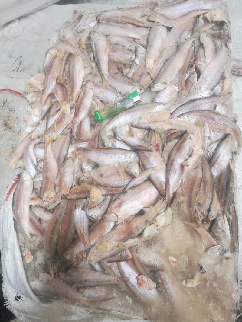 饲料鱼毛片白片对接养殖基地船冻陆冻螃蟹龙虾饲料