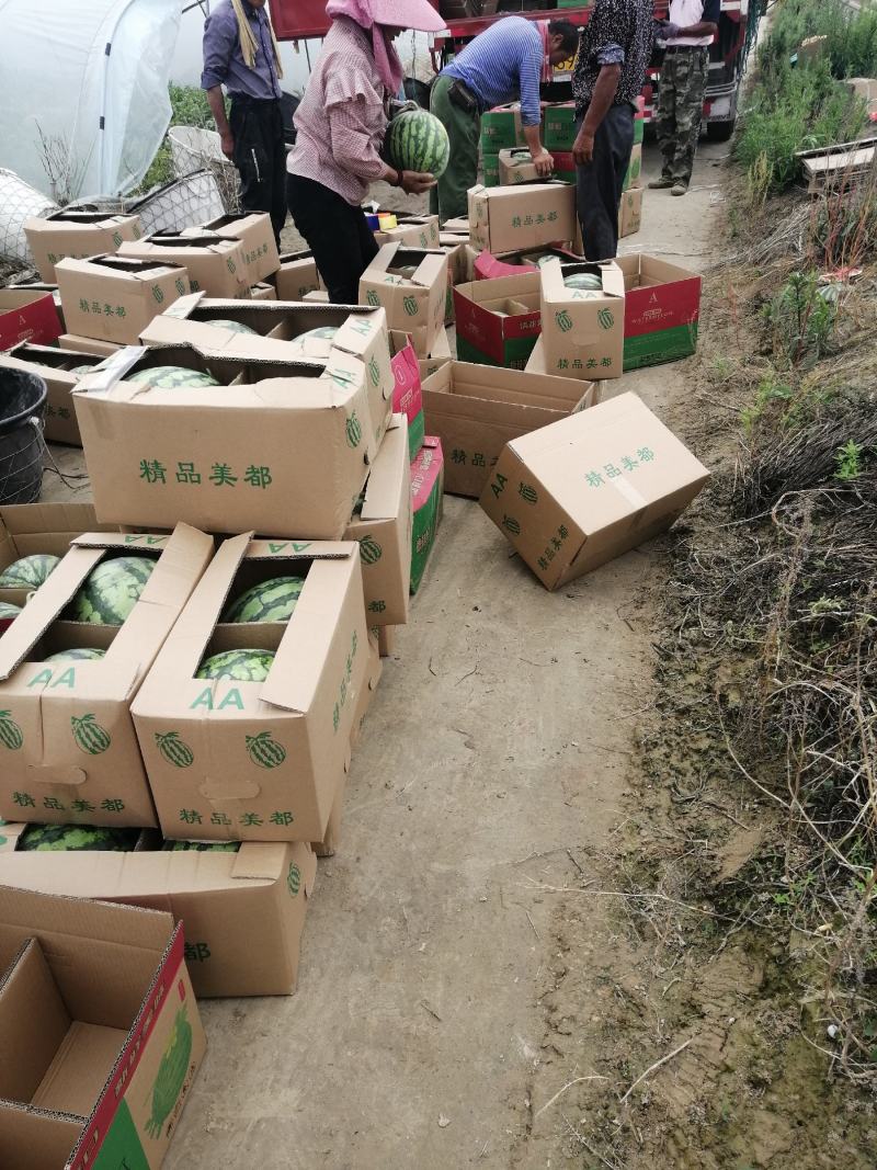 美都二茬有籽西瓜五至十斤，糖分12.5，产地直供！
