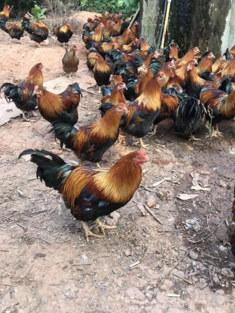 清远麻阉，毛水漂亮鸡健康