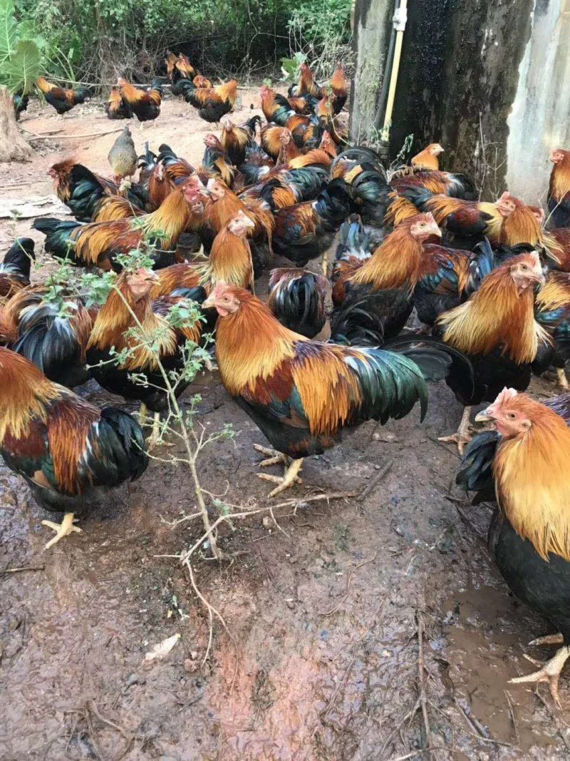 清远麻阉，毛水漂亮鸡健康