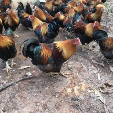 清远麻阉，毛水漂亮鸡健康