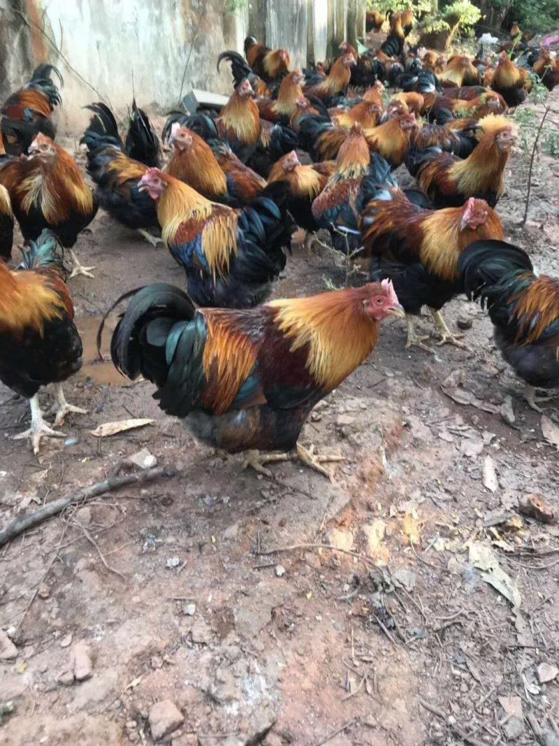 清远麻阉，毛水漂亮鸡健康