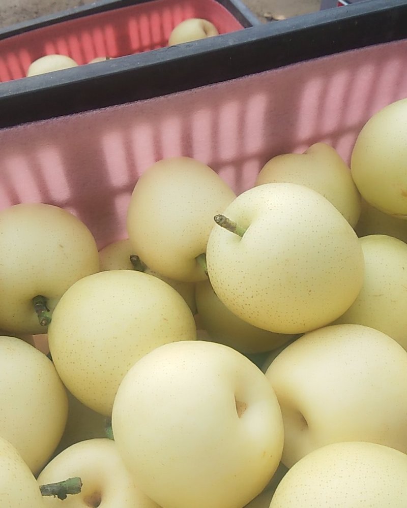 【实力】黄冠纸代白梨大量上市中皮薄肉细甘甜多汁保质保量。
