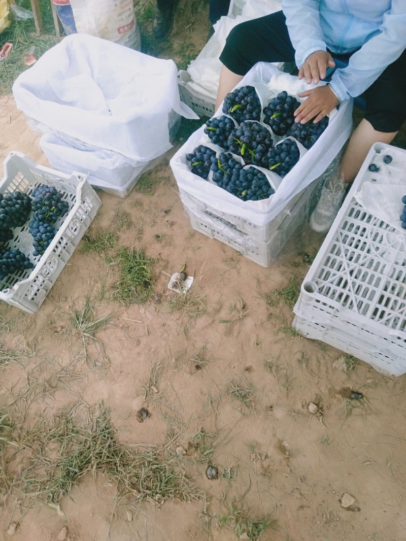 夏黑(精品早夏，晚夏黑)