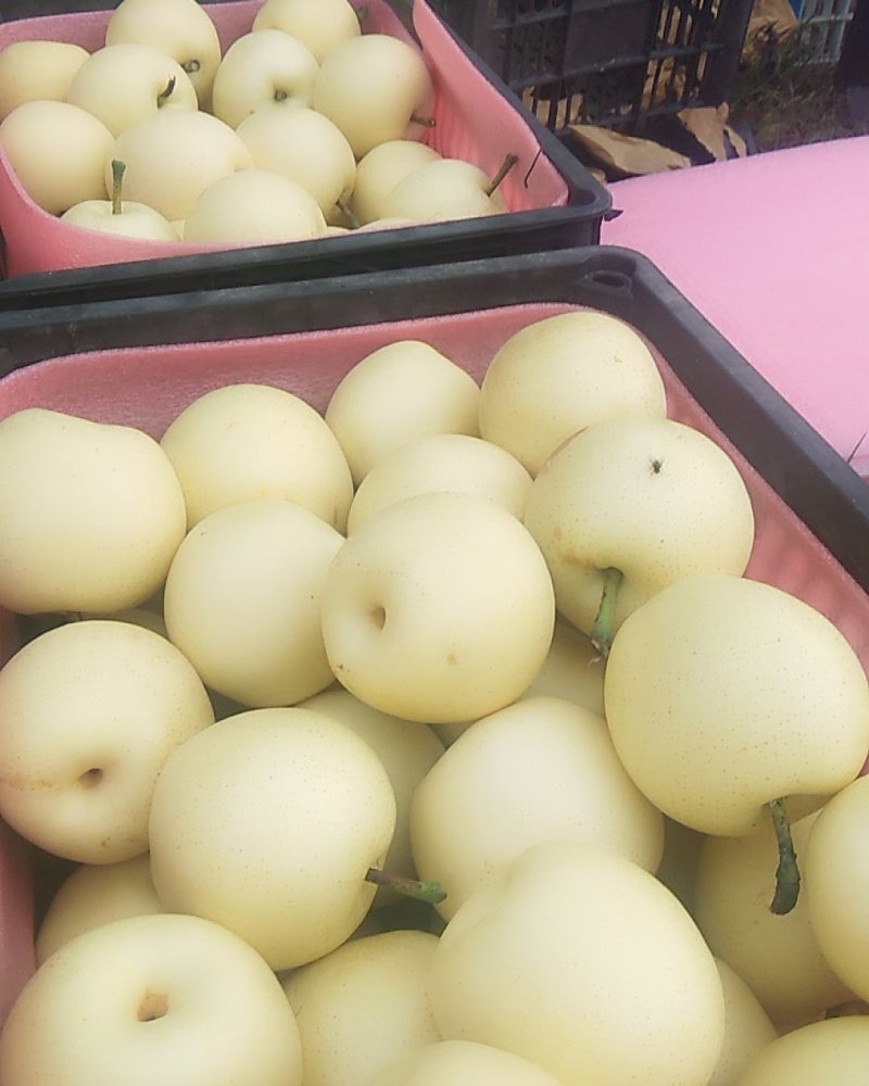 【实力】黄冠纸代白梨大量上市中皮薄肉细甘甜多汁保质保量。