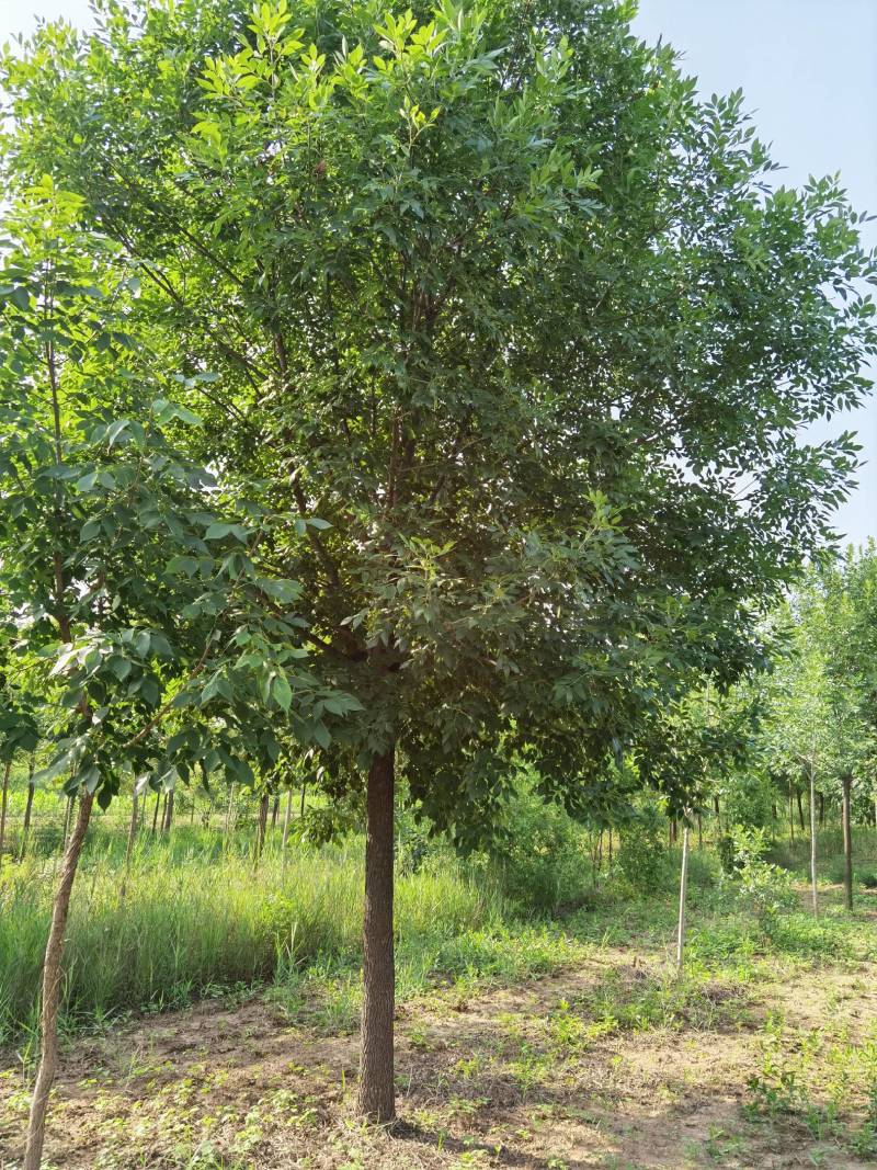 供应10-30公分老白蜡、速生白蜡，一级二级树均有货