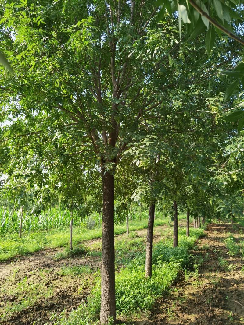 供应10-30公分老白蜡、速生白蜡，一级二级树均有货