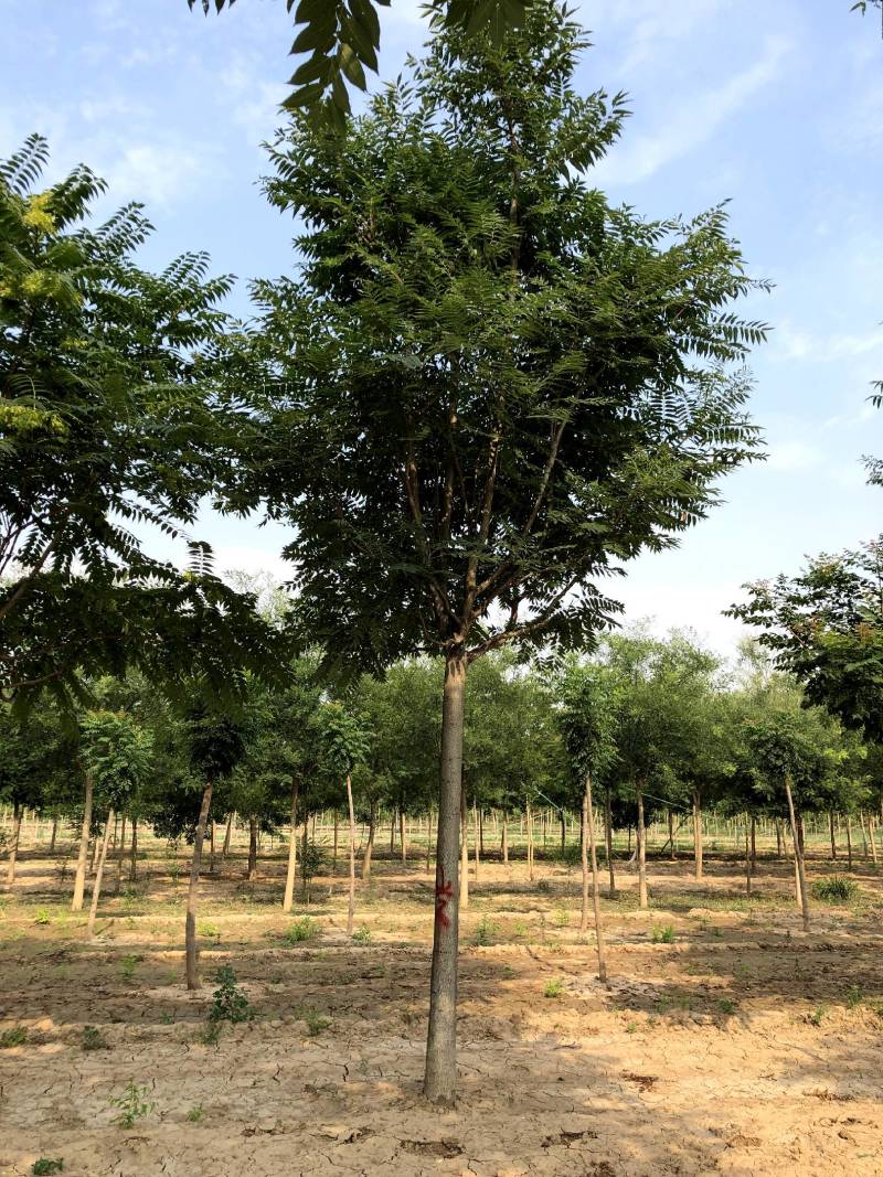 现货供应8-20公分白皮臭椿,千头椿，看质量说价格