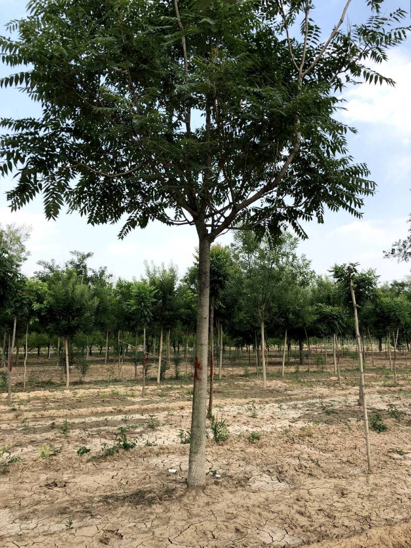 现货供应8-20公分白皮臭椿,千头椿，看质量说价格