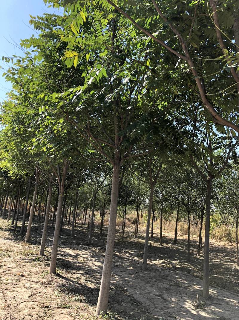 现货供应8-20公分白皮臭椿,千头椿，看质量说价格