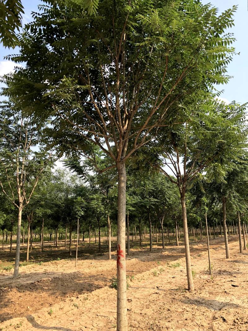 现货供应8-20公分白皮臭椿,千头椿，看质量说价格