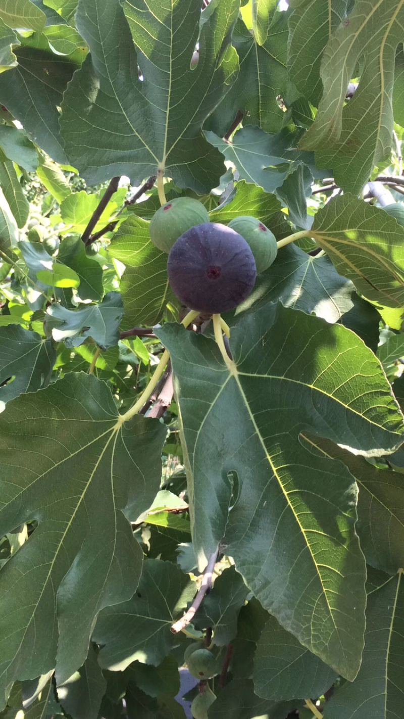 山东烟台蓬莱仙境无花果干无花果产地直发一手货源