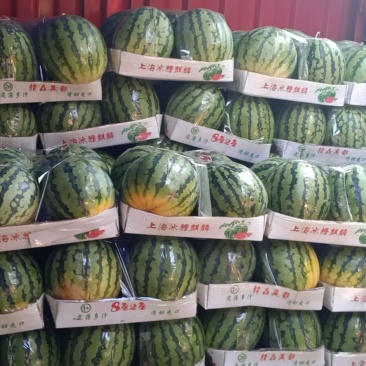 河南周口太康产区提供美都，供应量大