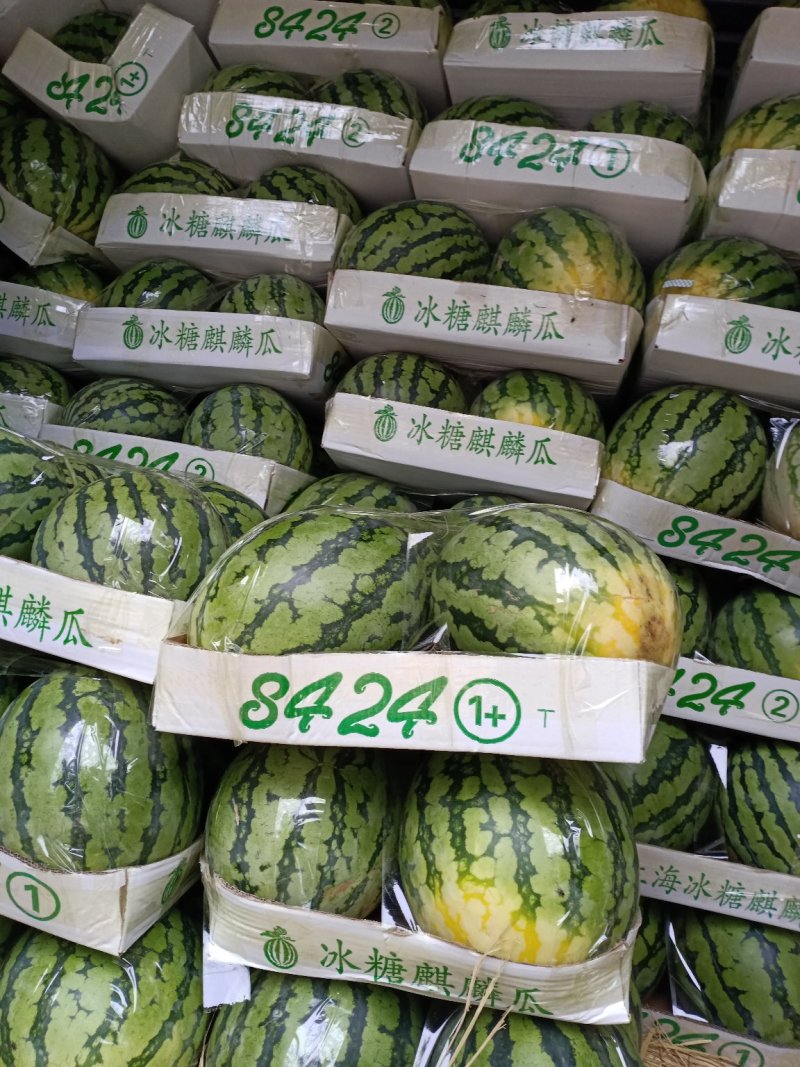 河南周口太康产区提供美都，供应量大