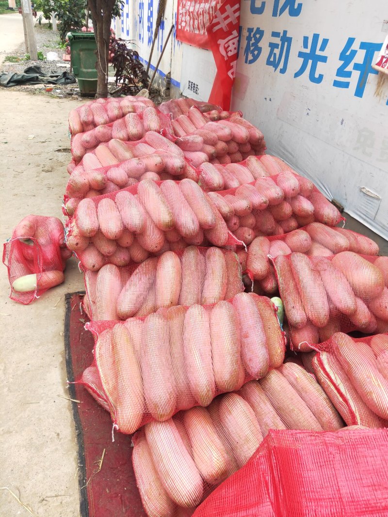 精品小棒冬瓜，水果冬瓜，品质好，无虫害，欢迎来电咨询