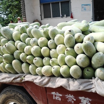 精品小棒冬瓜，水果冬瓜，品质好，无虫害，欢迎来电咨询