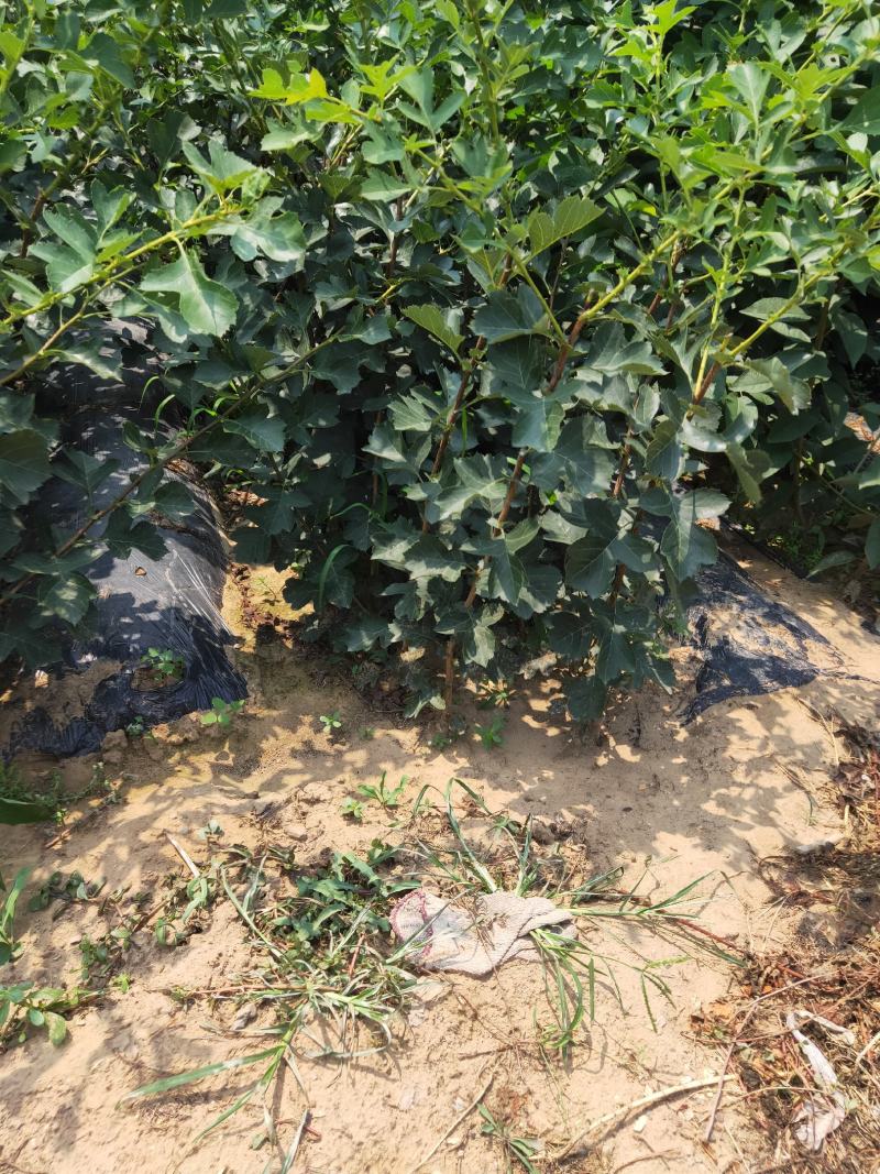 山楂苗小红果苗大金星山楂苗