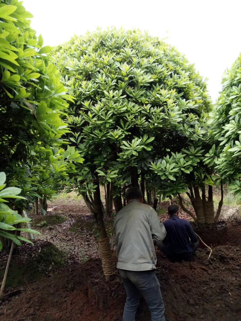 供应各种造型红继木桩，榆树庄，女贞桩，等等