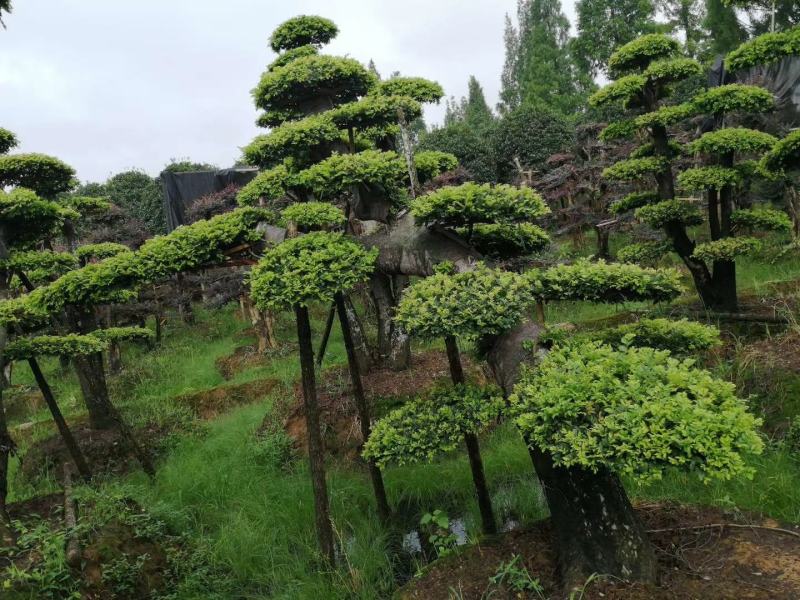 供应各种造型红继木桩，榆树庄，女贞桩，等等