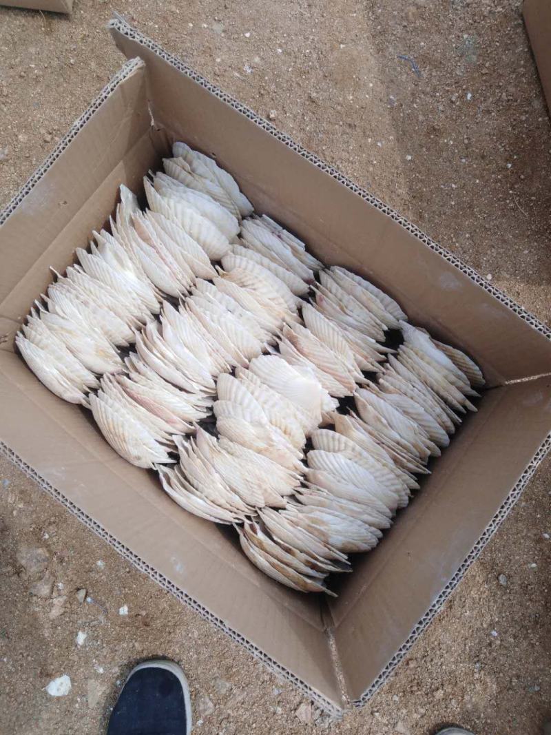 扇贝壳+各种规格+处理干净的规整+无破损