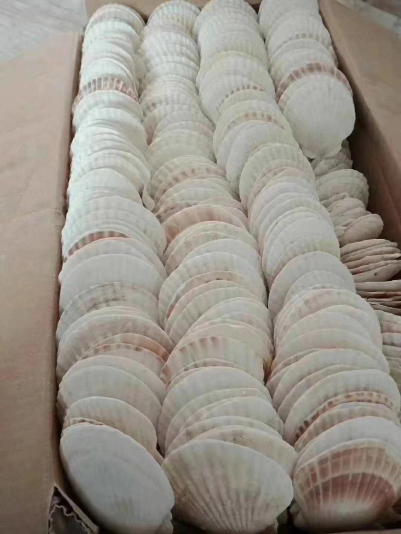 扇贝壳+各种规格+处理干净的规整+无破损