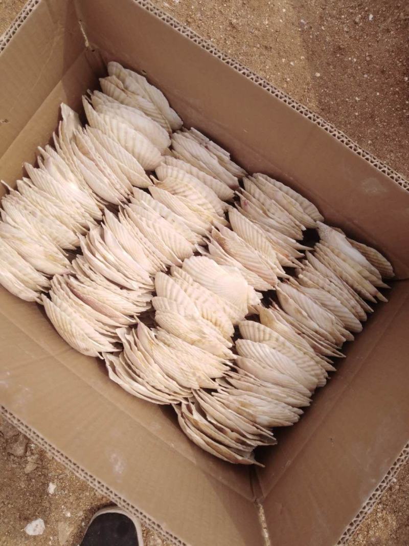 扇贝壳+各种规格+处理干净的规整+无破损