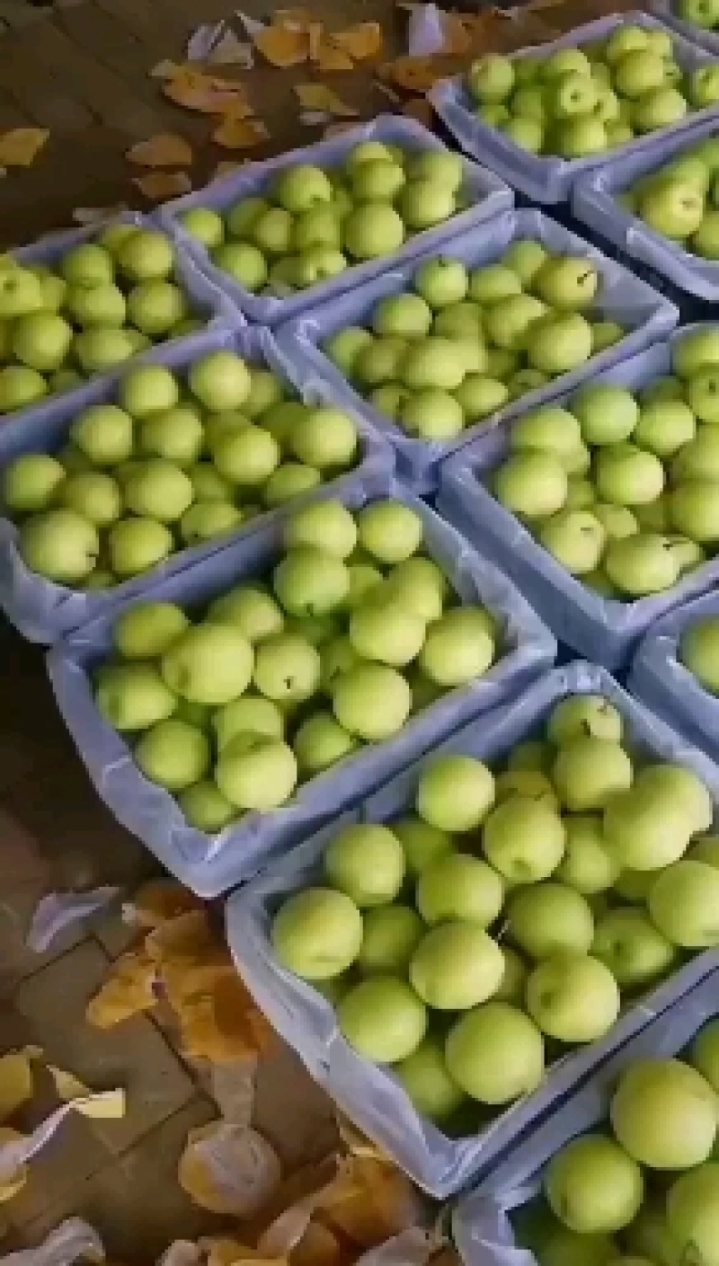 【优】皇冠梨，河北皇冠梨开始大量上市，有需要的客商联系！