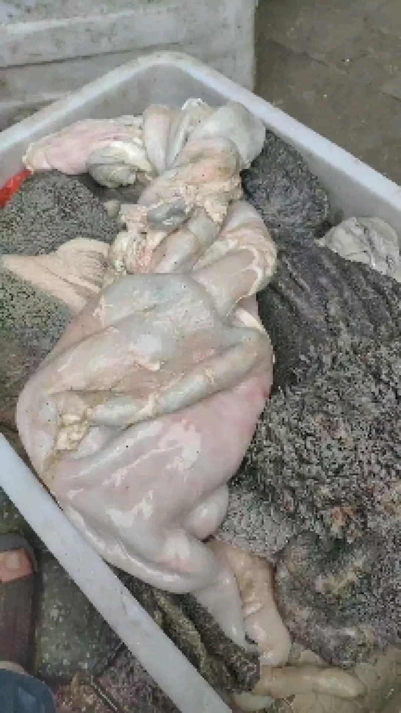 牛舌口条无淋巴。新鲜一手货源质量可靠，冷链快递都能发