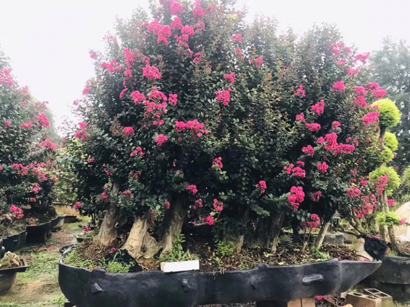紫薇古桩/百日红古桩、红花紫薇树桩、紫薇地景树