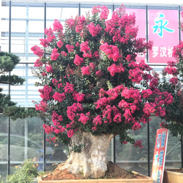 紫薇古桩/百日红古桩、红花紫薇树桩、紫薇地景树
