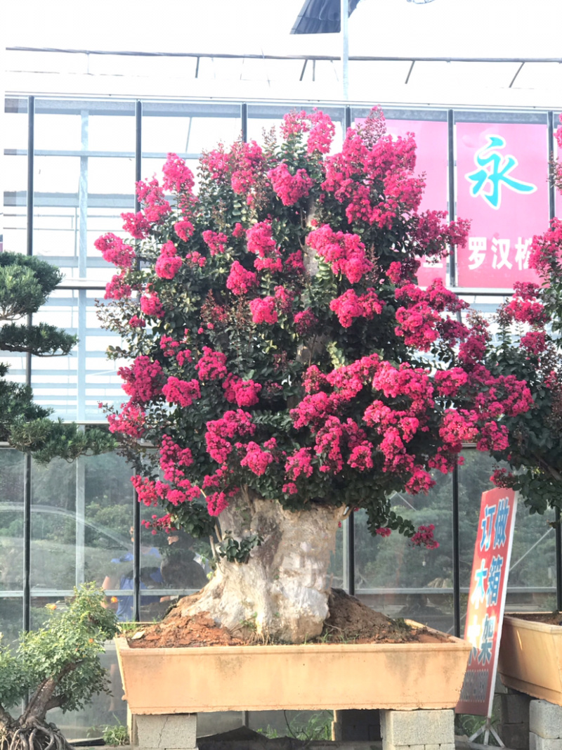 紫薇古桩/百日红古桩、红花紫薇树桩、紫薇地景树