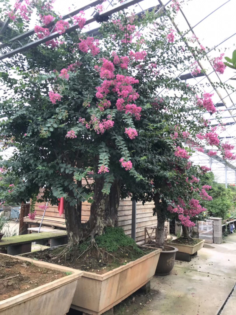 紫薇古桩/百日红古桩、红花紫薇树桩、紫薇地景树