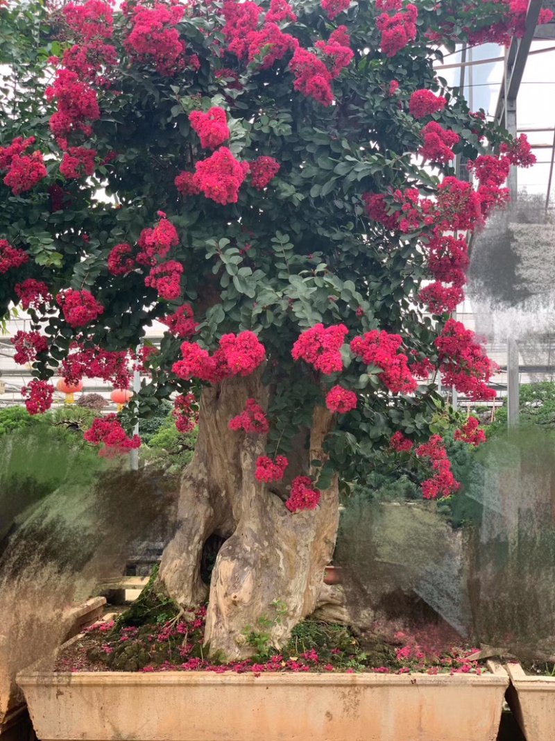 紫薇古桩/百日红古桩、红花紫薇树桩、紫薇地景树