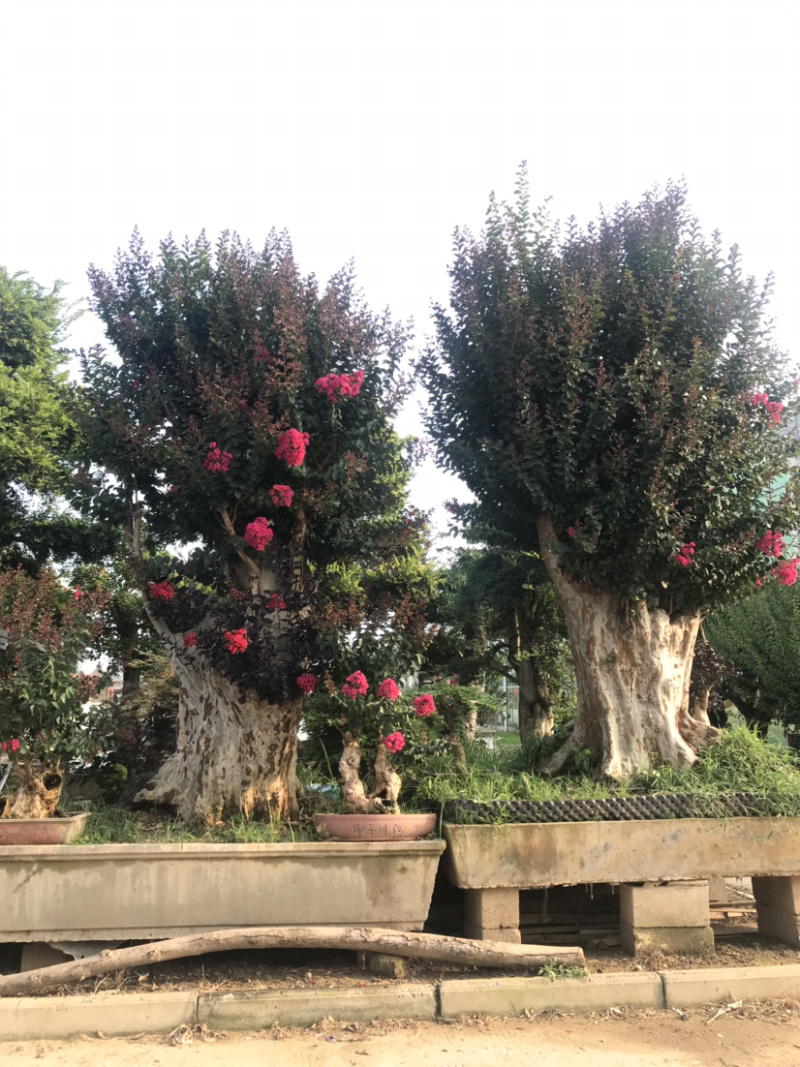紫薇古桩/百日红古桩、红花紫薇树桩、紫薇地景树