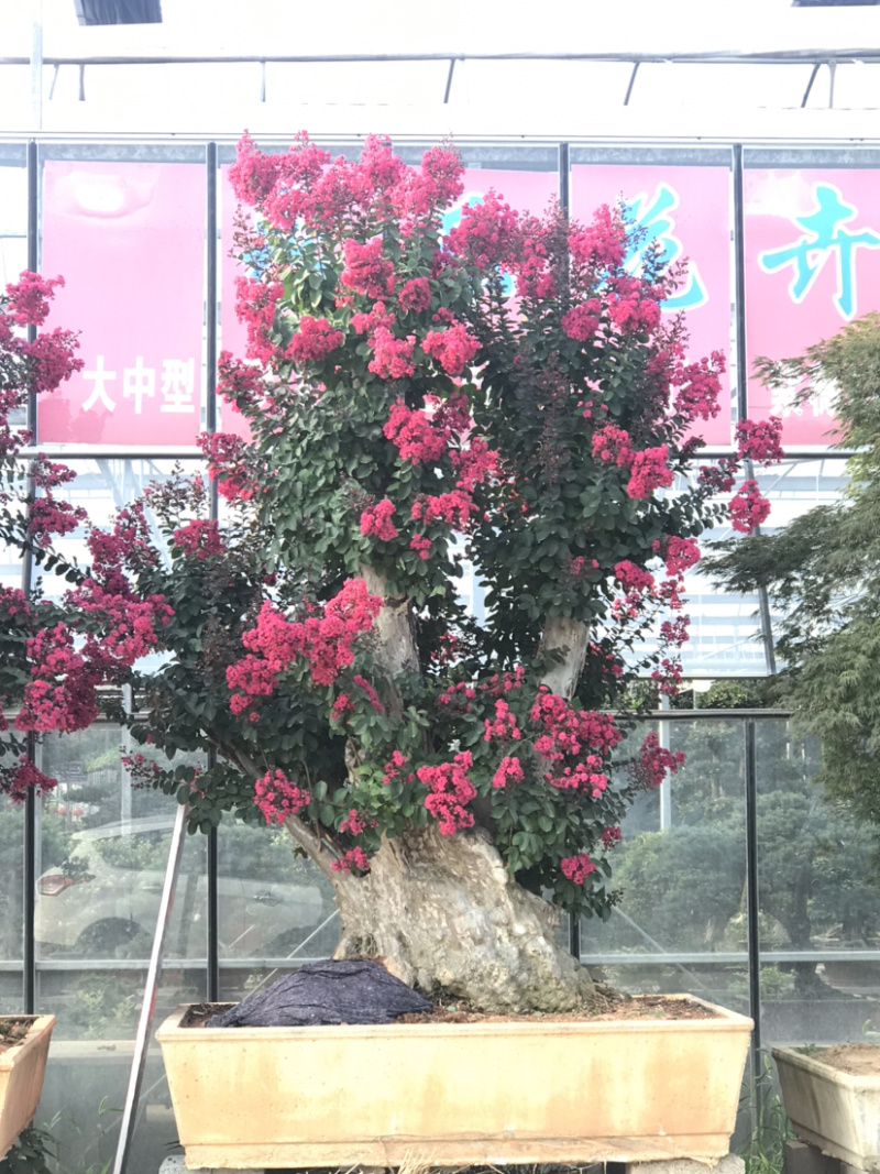 紫薇古桩/百日红古桩、红花紫薇树桩、紫薇地景树